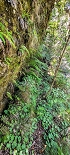 Plants: image 73 Of 208 Thumb